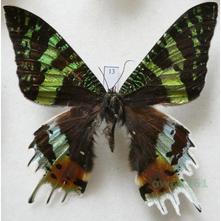 Chrysiridia rhipheus (Drury, 1773) Madagascar 75mm13